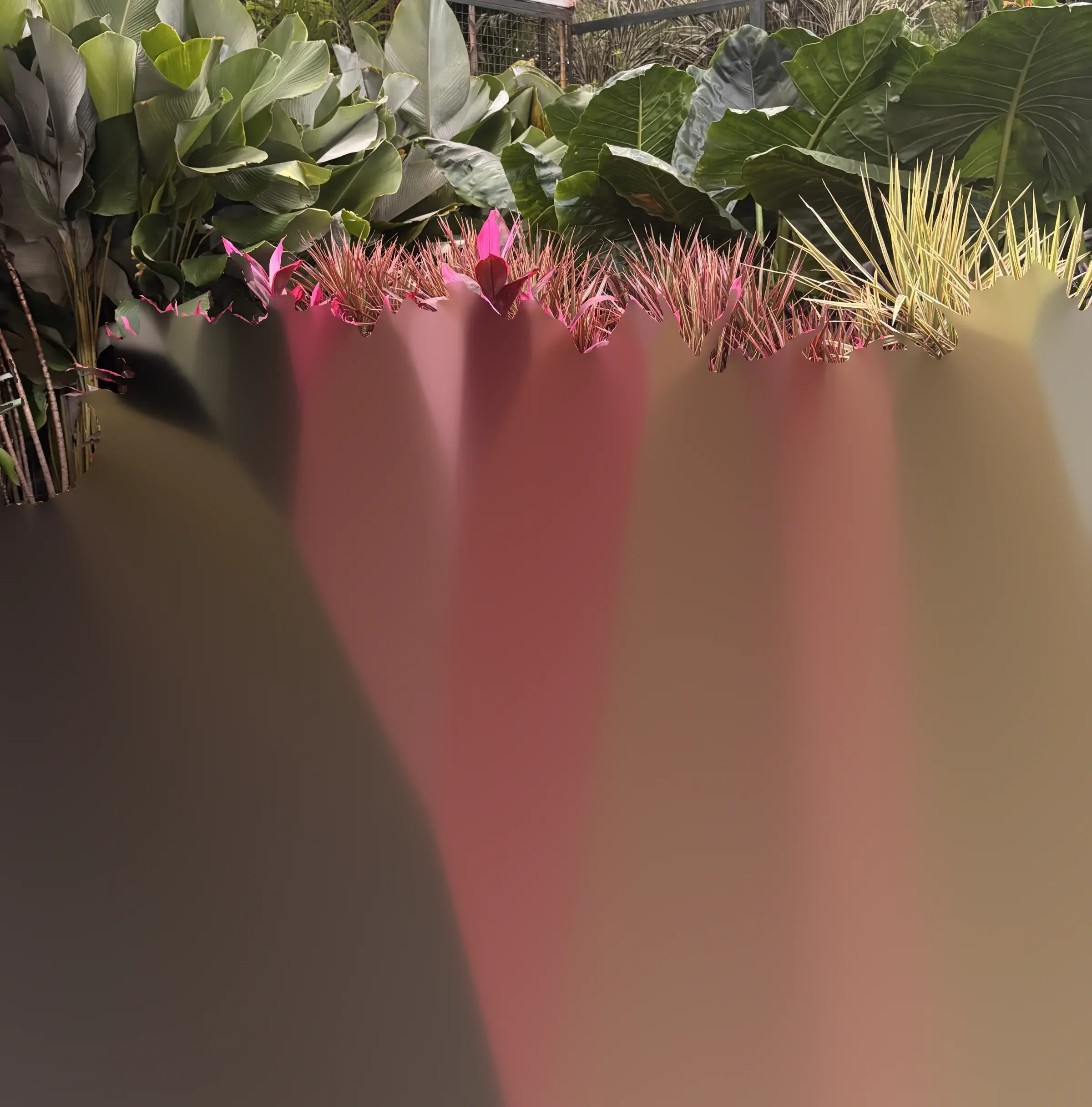 Canteiro de cordilines rosa e vinho entre folhagens tropicais, no box da Dom Plantas no Ceasa Campinas