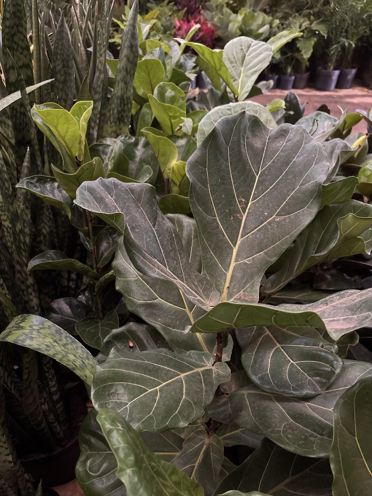 Ficus lyrata