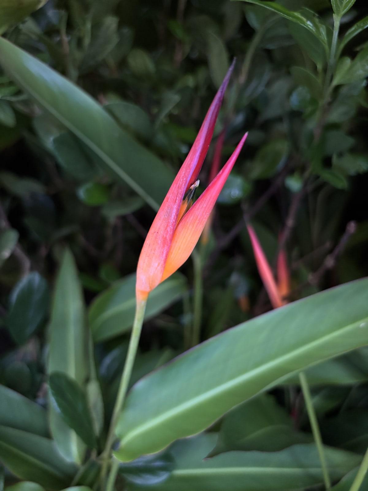 Helicônia