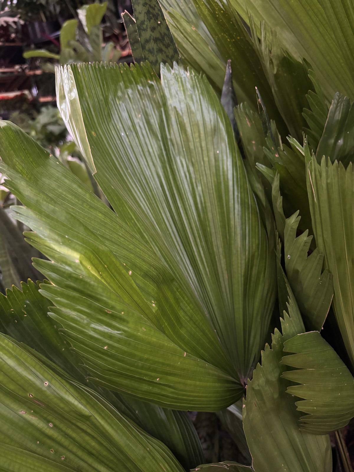 Palmeira